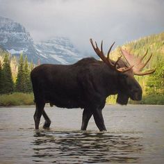 Moose